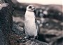 Galpagos Penguin, Spheniscus mendiculus