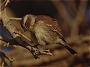 Cape Sparrow, Passer melanurus