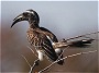 Grey Hornbill, Tockus nasutus