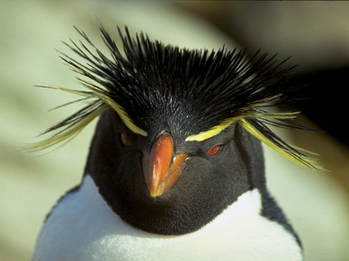 Rockhopper Penguin, Eudyptes chrysocome