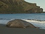 Southern Elephant Seal, Mirounga leonina