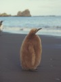 King Penguin, Aptenadytes patagonicus