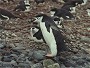 Chinstrap Penguin, Pygoscelis antarctica