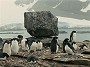 Adelie Penguin Colony