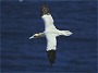 Northern Gannets, Morus bassanus, Noss, Shetland Islands