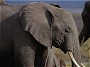 African Elephant , Amboseli, Kenya