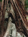 Seychelles Skink, Mabuya sechellensis