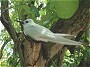Fairy Tern, Gygis alba