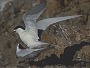 Mating Whitefronted Terns, Sterna striata