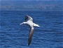 Wandering Albatross, Diomedea exulans
