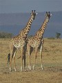 Giraffes, Masai Mara