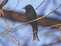 Forktailed Drongo