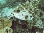 Blackspotted Pufferfish, Arothron nigropunctatus