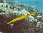 Trumpet Fish, Aulustomes chinensis