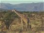 Reticulated Giraffe, Samburu N.P. Kenya.