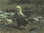 Waved Albatross, Diamedea irrarata