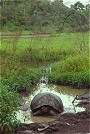 Giant Tortoise, Geochelone elephantopus