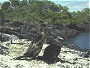 Galapagos Flightless Cormorant, Phalacrocorax harrisi