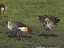 Grey Crowned Crane, Balearica regulorum