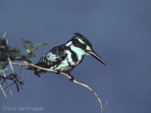 Pied King Fisher,Ceryle rudis