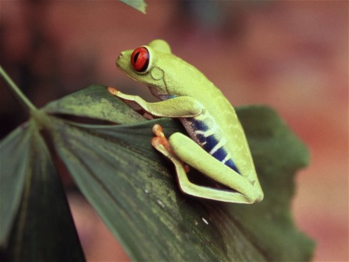 Red Eyed Leaf Frog, Agalychnis callidryas