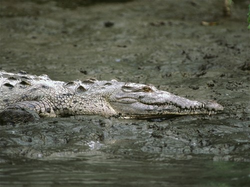 American Crocodile, Crocodylus acutus