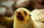 Cape Fur Seal, Arctocephalus pusillus