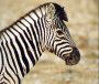 Burchell's Zebra, Equus burchellii