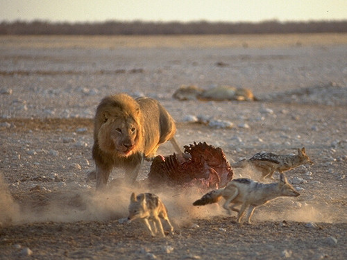 Lion chasing off Blackbacked Jackalls