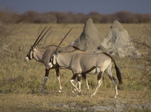 Gemsbock, Oryx gazella