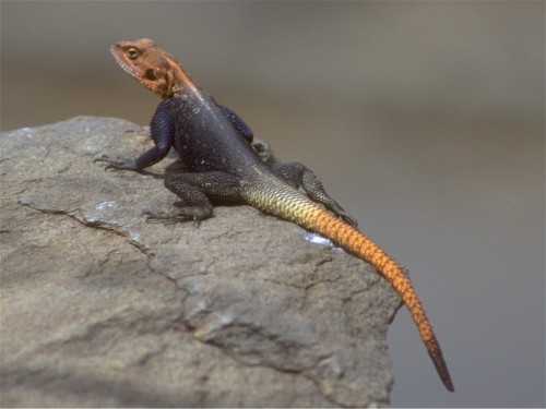 Namibian Rock Agama (male).