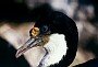 Imperial Cormorant, Phalacrocorax atriceps