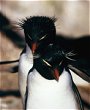 Two Rockhopper Penguins, Eudyptes chrysocome