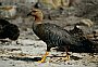 Female Upland Goose, Chloephaga picta