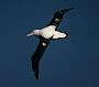 Wandering Albatross, Diomedea exulans