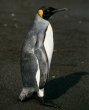 King Penguin, Aptenadytes patagonicus