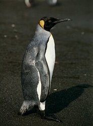 Adlie Penguin, Pygoscelis adeliae