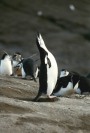 Calling Chinstrap Penguin, Pygoscelis antarctica