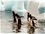 Gentoo Penguins wading, Pygoscelis papua.