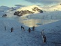 Gentoo Penguins, Paradise bay, Antarctic