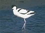 Avocet, Recurvirostra avosetta