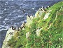 Puffins, Hermaness Unst, Shetland Islands