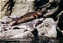 Harbor Seals, Phoca vitulina, Noss, Shetland Islands