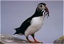 Puffin with sand eals, Fratercula arctica