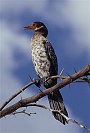 Longtailed Cormorant, Phalacrocorax africanus