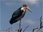 Marabou Stork,  Leptoptilus crumeniferus, Lake Bogoria, Kenya.