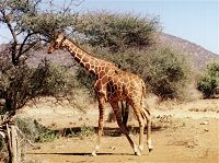 Reticulated Giraffe, Giraffa camelopardalis reticula