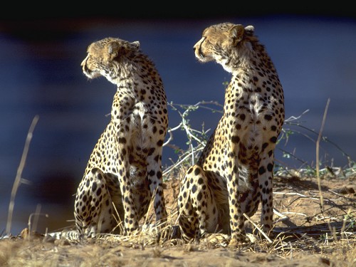 Cheetahs, Samburu N.P. Kenya