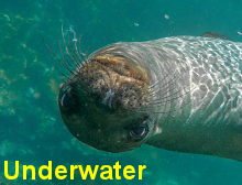 Click and visit the underwater world.